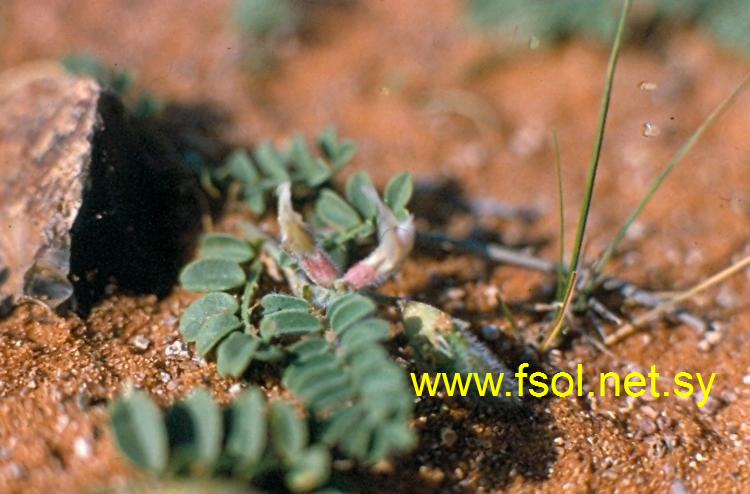 Astragalus bombycinus Boiss.